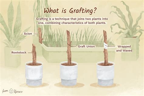 What is graft.